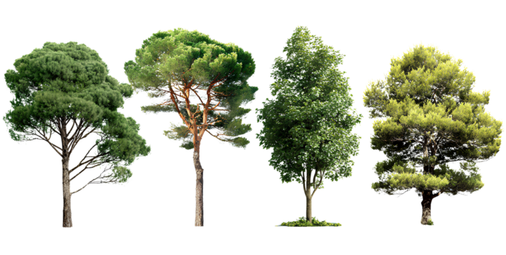  four realistic trees isolated on a transparent background, vector illustration, simple design, white background.