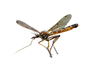 Mosquito Hawk in Flight, Side Perspective, Isolated on Transparent Background