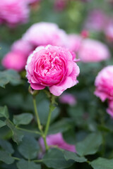 Pink roses bloom in the garden. A bush of pink roses in the park. Close up. Photo