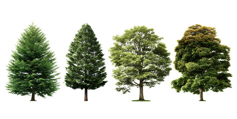  four realistic trees isolated on a transparent background, vector illustration, simple design, white background.