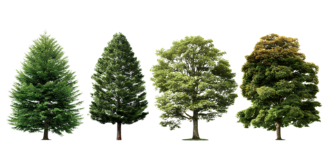four realistic trees isolated on a transparent background, vector illustration, simple design, white background.