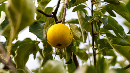 Red apple with rot and disease spots on tree behind fence among green leaves close up