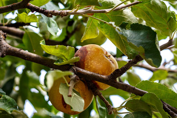 Red apple with rot and disease spots on tree behind fence among green leaves close up