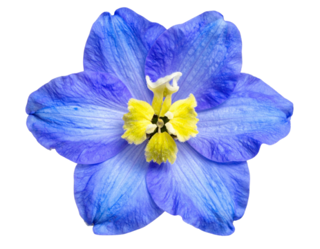  Top-Down View of a Single Blue Delphinium Blossom, Isolated