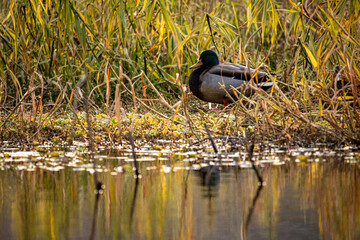 Male Mallard with shimmering green head and patterned plumage resting calmly along the reed-fringed wetland bank, reflecting the timeless elegance of this iconic waterfowl species in golden light.