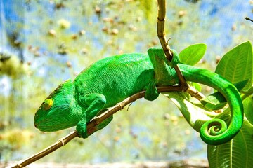 Bbeautiful chameleon from Madagascar, Andasibe NP, Madagascar