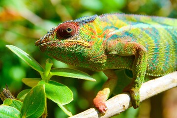 Bbeautiful chameleon from Madagascar, Andasibe NP, Madagascar