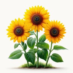 Obraz premium Vibrant Sunflowers with Bright Yellow Petals and Green Leaves