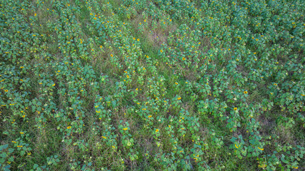 Aerial view of A beautiful view of a long, colorful mountain range and a sunflower field under a bright sunset sky. This image captures the natural beauty, tranquility and charm of the countryside.
