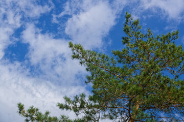 Green pine branches spread across blue sky with white clouds, symbolizing freshness, relaxation and natural beauty. Photo