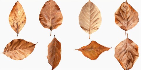 Set of dry brown leaves isolated on a white background cutout. The PNG file contains each leaf element with transparent edges. It is a detailed