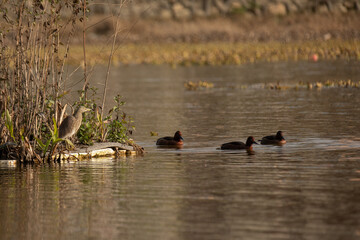 Ferruginous Ducks swimming calmly in golden reflective waters, their chestnut plumage and white eyes glowing softly, embodying elegance and harmony of rare waterfowl in natural wetland habitat.