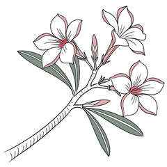 desert rose adenium hybrid on white background 