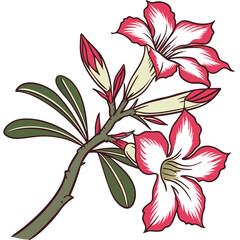desert rose adenium hybrid on white background 