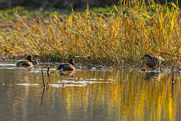 Baikal Teal and Ferruginous Ducks foraging in wetland shallows surrounded by reeds and reflections of golden vegetation, a vibrant winter birding scene capturing harmony of rare migratory waterfowl.