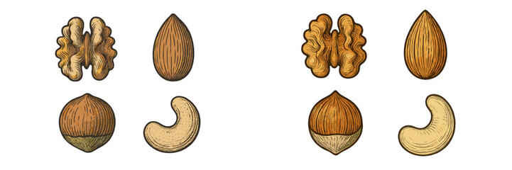 Nut varieties displayed on a white background showcasing distinct shapes and textures for identification and learning