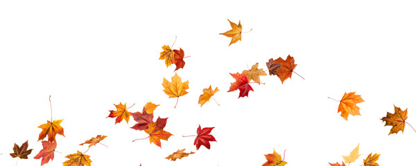 PNG Falling leaves, autumn foliage on transparent background, beautiful background Overlay orange and gold leaves. Vector maple leaf, png, flying foliage from tree.