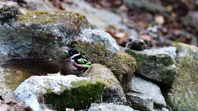 Bird drinking water on the Bathtub