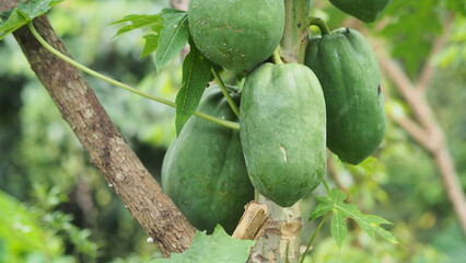 Several young papayas are visible on a tree, with their smooth, green skin contrasting with the...