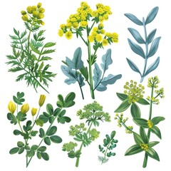 Set of rue elements, displaying its bright yellow flowers, bluish-green leaves with a strong, pungent aroma, used historically in folk medicine