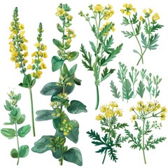Set of rue elements, displaying its bright yellow flowers, bluish-green leaves with a strong, pungent aroma, used historically in folk medicine