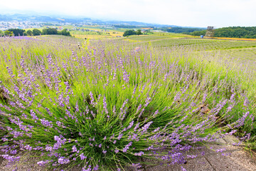 Fototapeta premium Blooming Lavender Field in Full Purple Glory under Summer Sky