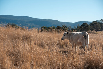 black Angus, wagyu and murray grey beef bulls and cows, being grass fed on a hill in Australia. sustainable agriculture and food security