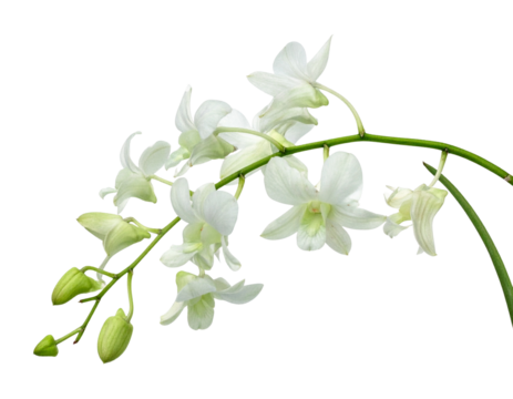  Artistic Curved Orchid Branch with Cascading Blossoms, Diagonal Angle, Isolated