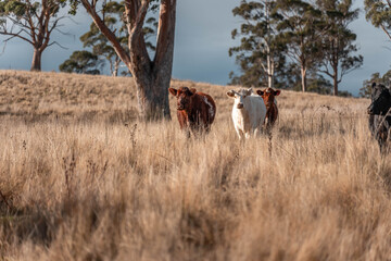 beef cattle livestock in a meadow, sustainable carbon neutral farming being practiced. regenerative...