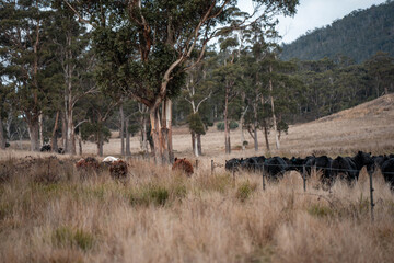 beef cattle livestock in a meadow, sustainable carbon neutral farming being practiced. regenerative raised cows in a field. agricultural technology innovation.