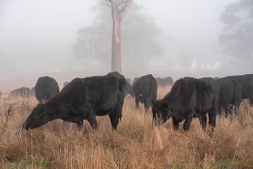 black Angus, wagyu and murray grey beef bulls and cows, being grass fed on a hill in Australia. sustainable agriculture and food security
