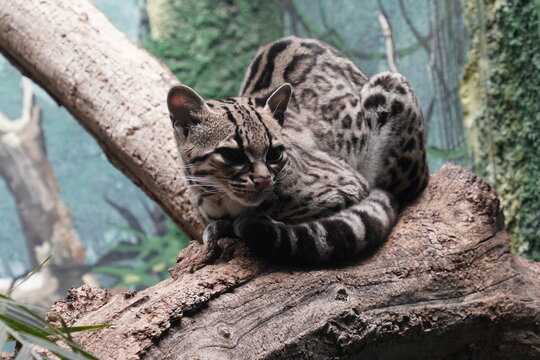 South American wildlife photography: Cute close up of a margay (leopardus wiedi), a wildcat with beautiful spotted fur, resting in a tree in the jungle