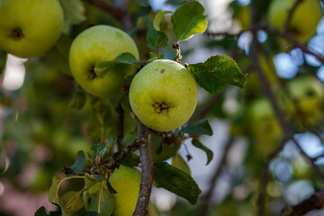 Green apples on apple tree among leaves in orchard close up on sunny summer day