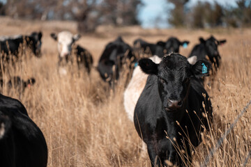 black Angus, wagyu and murray grey beef bulls and cows, being grass fed on a hill in Australia. sustainable agriculture and food security