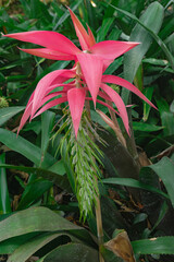 Billbergia magnifica flower blooming, with green leaves background