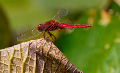  male scarlet dragonfly,  (Crocothemis erythraea), perched on a rough water lily leaf
