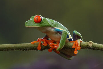 Red eyed tree frog Rain forest Costa Rica 