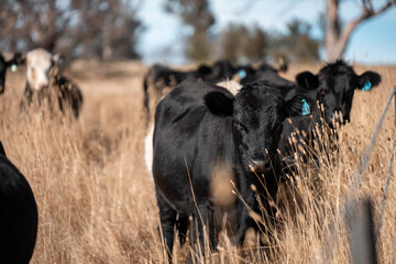 Fototapeta premium black Angus, wagyu and murray grey beef bulls and cows, being grass fed on a hill in Australia. sustainable agriculture and food security