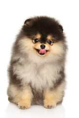 Cute fluffy Pomeranian puppy sitting with tongue out and looking forward