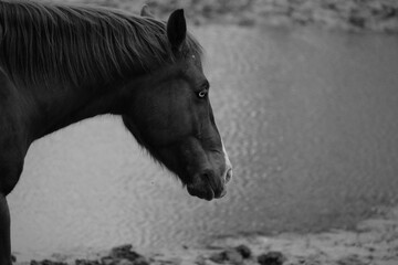 Horse walking by pond water on farm in black and white