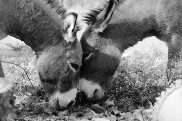 Pair of mini donkeys closeup on farm grazing as friends in black and white.