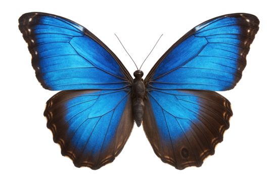 Blue morpho butterfly with shimmering blue upper wings and brown underside