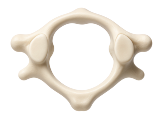 Atlas vertebra with anterior and posterior arches forming a ring-like structure