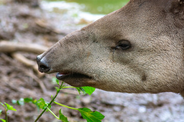 Portrait of a tapir or tapirus head