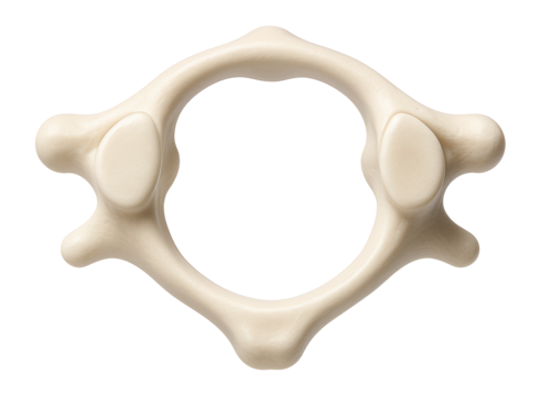 Atlas vertebra with anterior and posterior arches forming a ring-like structure
