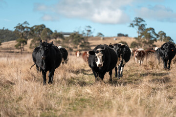 Close up of Angus and Murray Grey Cows eating long pasture in Australia