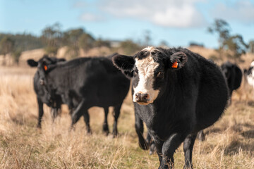 Close up of Angus and Murray Grey Cows eating long pasture in Australia