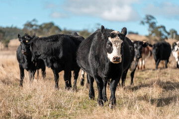 Close up of Angus and Murray Grey Cows eating long pasture in Australia