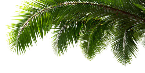  palm leaves, png transparent background. no shadow on the edges of the photo, png file, white