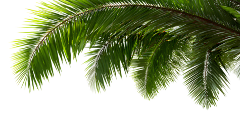  palm leaves, png transparent background. no shadow on the edges of the photo, png file, white